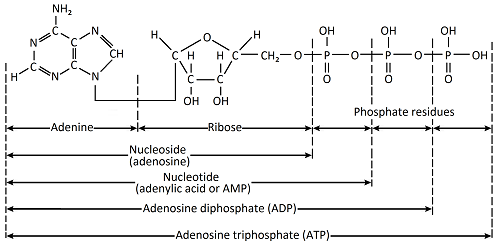 figure 7.4B 500px